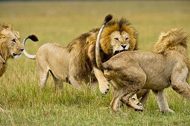 《原神》拾枝杂谈-「克洛琳德：逐影而猎」