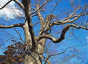 青沼英二确定：《塞尔达传说：王国之泪》没有发布DLC的计划