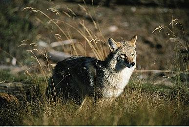 科幻RTS游戏《坠落边界》将推迟到2022年